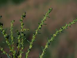 Image result for Suaeda