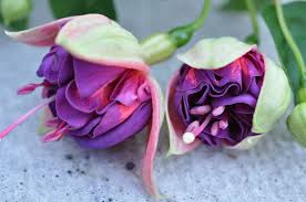 Jaap Westendorp Fuchsie