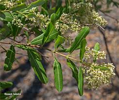 Image result for Ozoroa