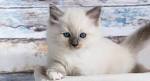 Ragdoll Kittens for Sale S California Ragdoll Kitty Cats