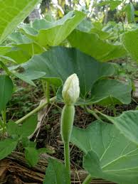 Kraftangan & labu air menjual produk hiasan dalaman dan cenderahati berasaskan seramik The Water Pumpkin I Planted Was Already Blooming Bilingual English Indonesia Steemit