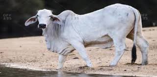 The late bill marshall of charlotte, texas owned 200 registered brahman cattle that i drove by twice a week on my way to the kenney ranch, owned by my family in atascosa county. A Quiz On Brahman Cattle Proprofs Quiz