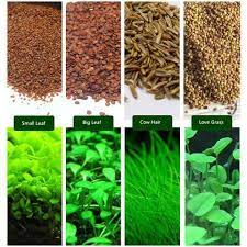 Aquarium Plants Aquatic Water Grass Seeds Aquarium Grass Water Grass Planted Aquarium