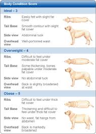 Dog Weight Chart Burvale Heights Veterinary Hospital