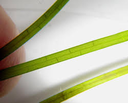 Image result for Zostera capensis