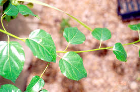 Image result for Colubrina asiatica