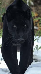 Angry animals big animals animals and pets panther cat jaguar panther black panther tattoo black panthers black jaguar cutest animals. Black Panther Animal 4k Hd Wallpaper Novocom Top