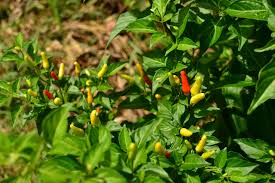 Image result for Capsicum frutescens