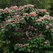 Ses feuilles vertes, larges et légèrement duveteuses sont très employées dans la pharmacopée chinoise d'ou son nom commun d'arbre de la chance de chine. Clerodendrum Arbre De La Chance Arbre Du Clerge Clerodendron