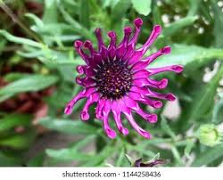 Image result for Nesogenaceae