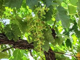 A southern facing location may prevent frost nipping the vines. Winemaking 101 Part I Science Behind Growing Grapes Winetraveler