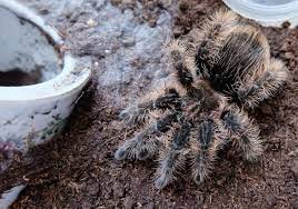 Curly Hair Tarantula Tliltocatl Albopilosus Ultimate Guide Thepetsavvy Com
