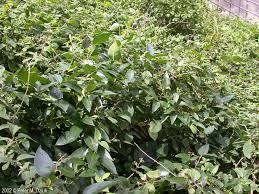 Image result for Vincetoxicum conspicuum