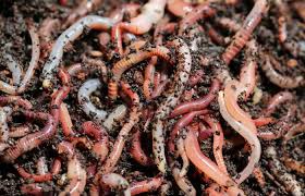 See more ideas about red wigglers, vermiculture, vermicomposting. Compost Worms Vs Earthworms Are They The Same Backyarddigs