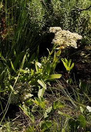 Image result for Crassula vaginata