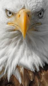 Portrait Of A Bald Eagle Photo By Graham Mcgeorge National Geographic Your Shot Bald Eagle Eagle Images Eagle