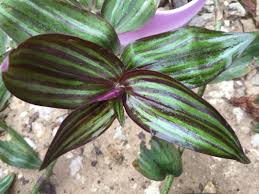 Image result for Coleotrype natalensis