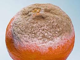 Alcuni elementi sono bene mangiare, altri possono essere mangiati se lo stampo è accuratamente eliminato, e alcuni dovrebbero semplicemente essere buttato fuori. Gatto A Contatto Con La Muffa Tipologie Sintomi E Rimedi