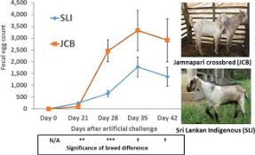 responses of sri lankan indigenous goats and their jamnapari