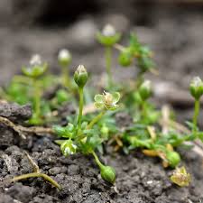 Image result for Sagina