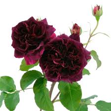 David austin named munstead wood rose after of the horticulturalist and garden designer gertrude jekyll's home in surrey, england. David Austin Rose Munstead Wood Litre Pot Bosworths Online Shop