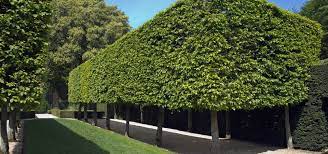 Trees are planted in lines, the branches are woven together to strengthen and fill any weak spots until the hedge thickens. Why Choose Pleached Trees For Screening Green Mile Trees Green Mile Trees