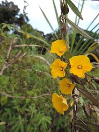 Image result for Xenostegia