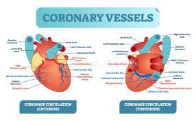 When the heart contracts, it pumps blood out through the arteries. Coronary Vessels Anatomical Health Care Vector Illustration Labeled Diagram Heart Blood Flow System With Blood Vessel Scheme Stock Vector Illustration Of Heartbeat Cardio 116076791