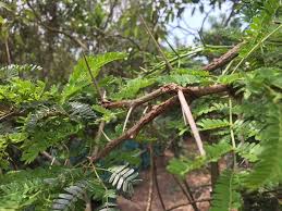 Image result for Acacia hebeclada
