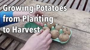 Champ is one of my favourite irish mash dishes. Growing Potatoes Planting Growing And Harvesting Potatoes The Old Farmer S Almanac