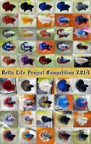2014 Competition Champion Bettas Betta Fish Types Betta Fish Betta
