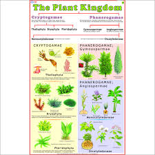 Plants Lessons Tes Teach