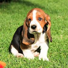 The basset hound is thought to be a descendant of the bloodhound. 1 Basset Hound Puppies For Sale By Uptown Puppies
