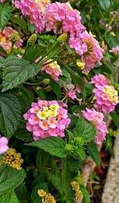 Lantana Camara Flower Aesthetic Lantana Camara Hanging Flower Baskets