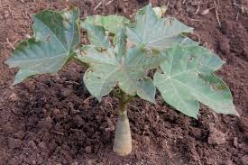Image result for Jatropha scaposa