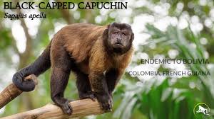 They have a black cap of fur on top of the head. Capuchins New England Primate Conservancy