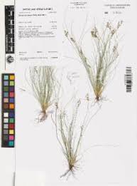 Image result for Bulbostylis densa