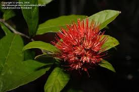 Image result for Combretum constrictum