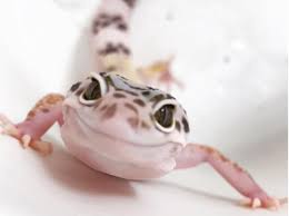 Maybe you would like to learn more about one of these? Leopard Gecko Care Sheet Bhb Reptiles