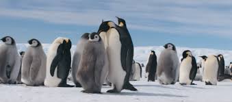 March of the penguins polar expedition expedition. Movie Review March Of The Penguins 2 The Next Step 2018