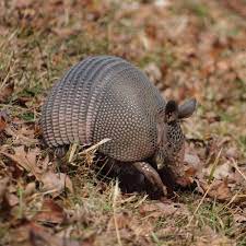 Where Do Giant Armadillos Live Armadillo Animals Wild Monkey Pictures