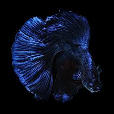 Out Of More Than 73 Species Of The Genus Betta The Fish Most People Are Familiar With Is Betta Splendens Meaning Beaut In 2020 Betta Fish Siamese Fighting Fish Betta