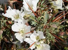 Image result for Cyanotis caespitosa