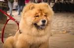 Leonberger Dog Breed Information, Pictures ...