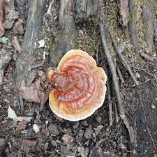 Image result for Ganoderma lucidum