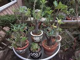Image result for Pachypodium