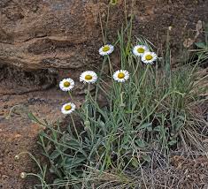 Southwest Colorado Wildflowers, Erigeron tracyi