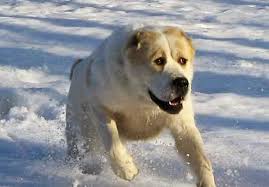 To this day, she remained almost unchanged. Central Asian Shepherd Dog Alabai Central Asian Ovcharka