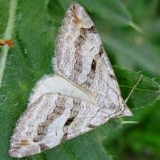 Image result for Aplocera efformata