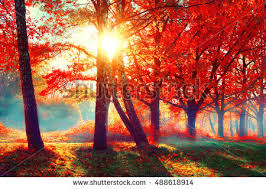 Image result for autumn season and orange leaves
